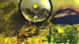 Kaitlin & Rick - Robo Dwarf Hamsters