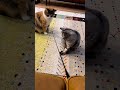 猫「これで遊んで？」　おねだりする猫ちゃんがたまらない