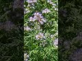 Spättracht Phacelia besser als Palmen?