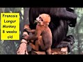 Baby Monkey - Francois Langur #3, #monkeys