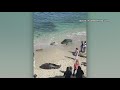 San Diego Lifeguard Asks Girl Who Stoned Sea Lion To Leave Beach San Diego Lifeguard Asks Girl Who Stoned Sea Lion To Leave Beach