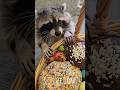 Raccoon Threatens Owner for Snacks 😂🦝