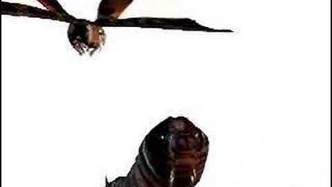 new comfirmed monsters in Godzilla Unleashed