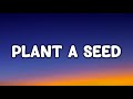 planting pampas grass seeds 100 Rare Ornamental Pampas Grass seeds
