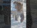 One of the Rarest Big Cats You'll Ever See #wildlife #leopard #endangeredspecies amur leopard