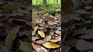 Ultra-Realistic Micro Wildlife Documentary: Thrush POV with Back-Mounted Camera Exploring Forest