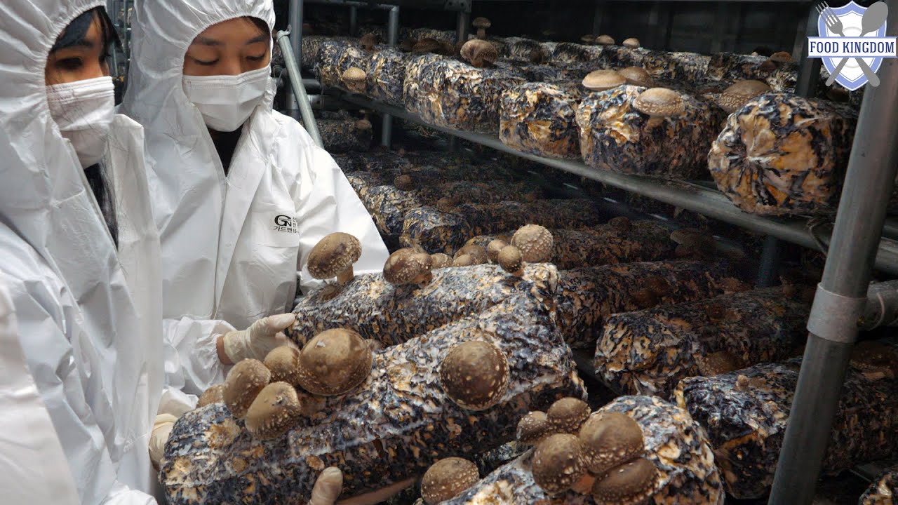 놀랍습니다! 도심 한복판의 첨단 스마트팜에서 재배하는 표고버섯 / Advanced technology! Mushroom