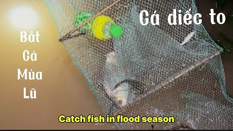 Catch fish in flood season-bắt cá mùa lũ