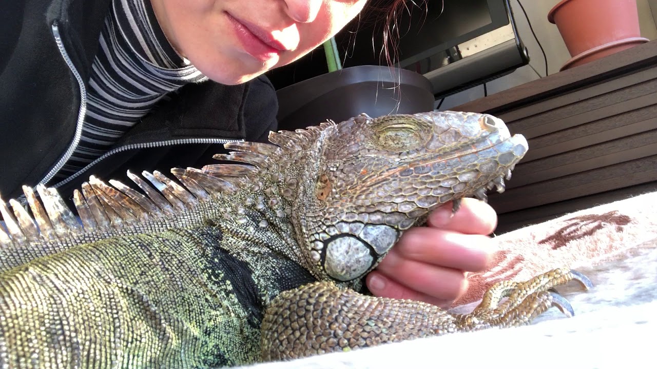 グリーンイグアナの飼育環境 室温 きらきら