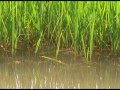 Рисовые поля в Крымском районе