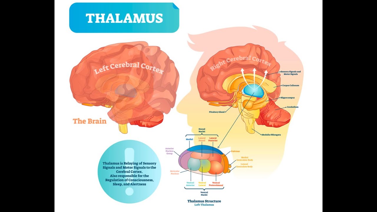 NÖROANATOMİ 44 (THALAMUS ANATOMİSİ)
