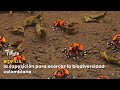 Biofilia: la exposición para acercar la biodiversidad colombiana  - TvAgro por Juan Gonzalo Angel