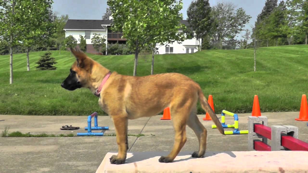 belgian malinois obedience training