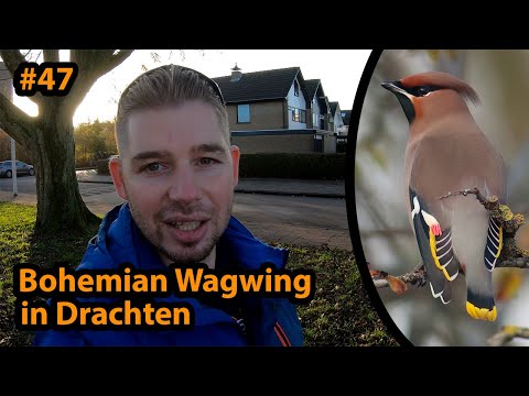 #47 (English) Bohemian Waxwing in Drachten | Birding the Netherlands |