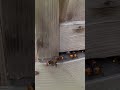 Catching giant hornets with a sticky sheet. For pest control education #pestcontrol