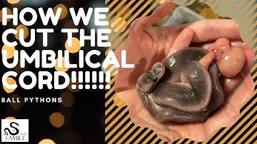BALL PYTHON UMBILICAL CORD CUTTING