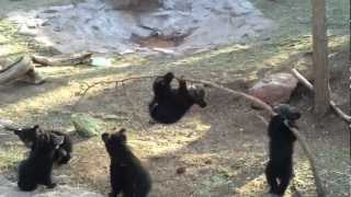 Bear Cubs Playing