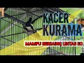 Do Tu Rot Suryowilogo Cup Kualitas Kacer Kurama Tidak Diragukan Lagi Mampu Bersaing Lintas Eo Mp3 - Mp4 Download