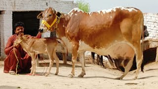 Sahiwal cholistani cros cow for sale (03284993395)April 5, 2026
