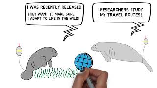Manfred Manatee  Ep 17 - Manatee Tracking