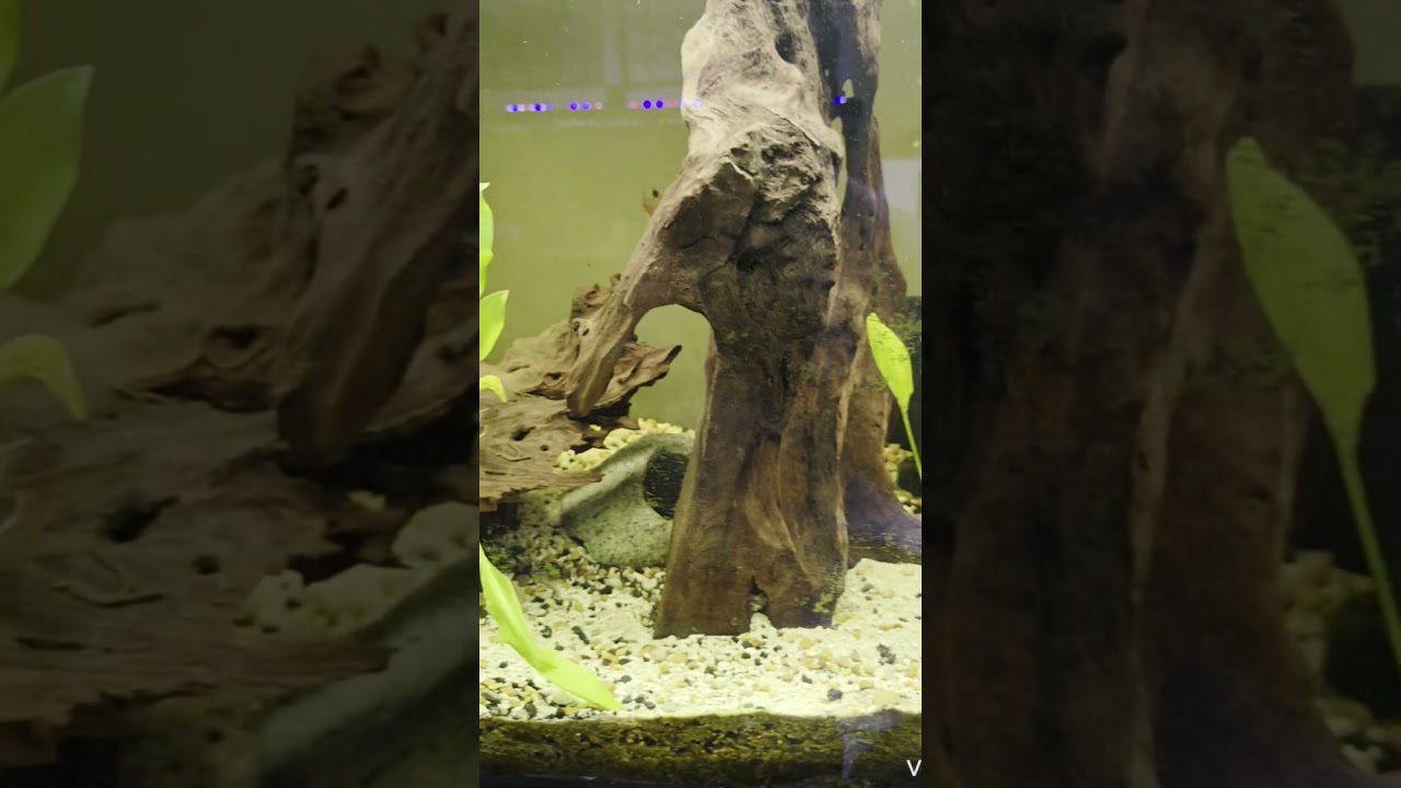 Add three Amazon Plants to the 125 gallon tank.