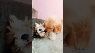 Famous Shihtzu V's golden retriever puppy 🐶#shorts #ytshorts #dogs #shitzu Profile