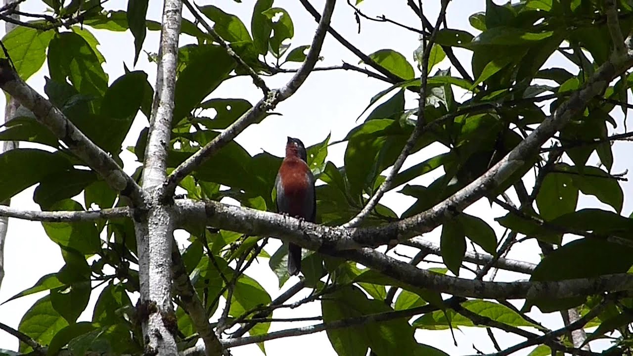 Chestnut-bellied Seedeater by Charlie Vogt - YouTube