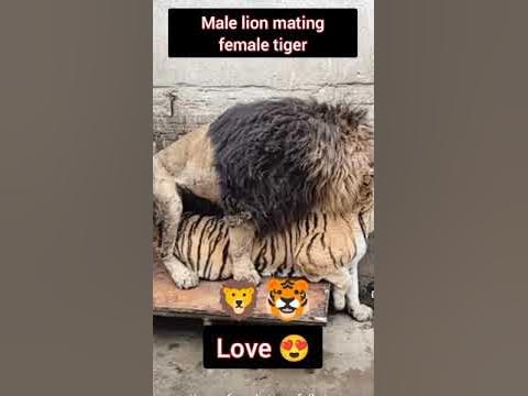 lion mating tiger. male lion mating female tiger. lion vs tiger #shorts