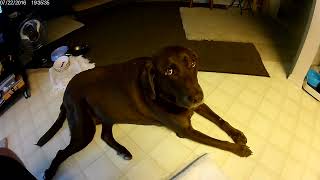 Cooper and a new camera 7 22 16 20160722 193528