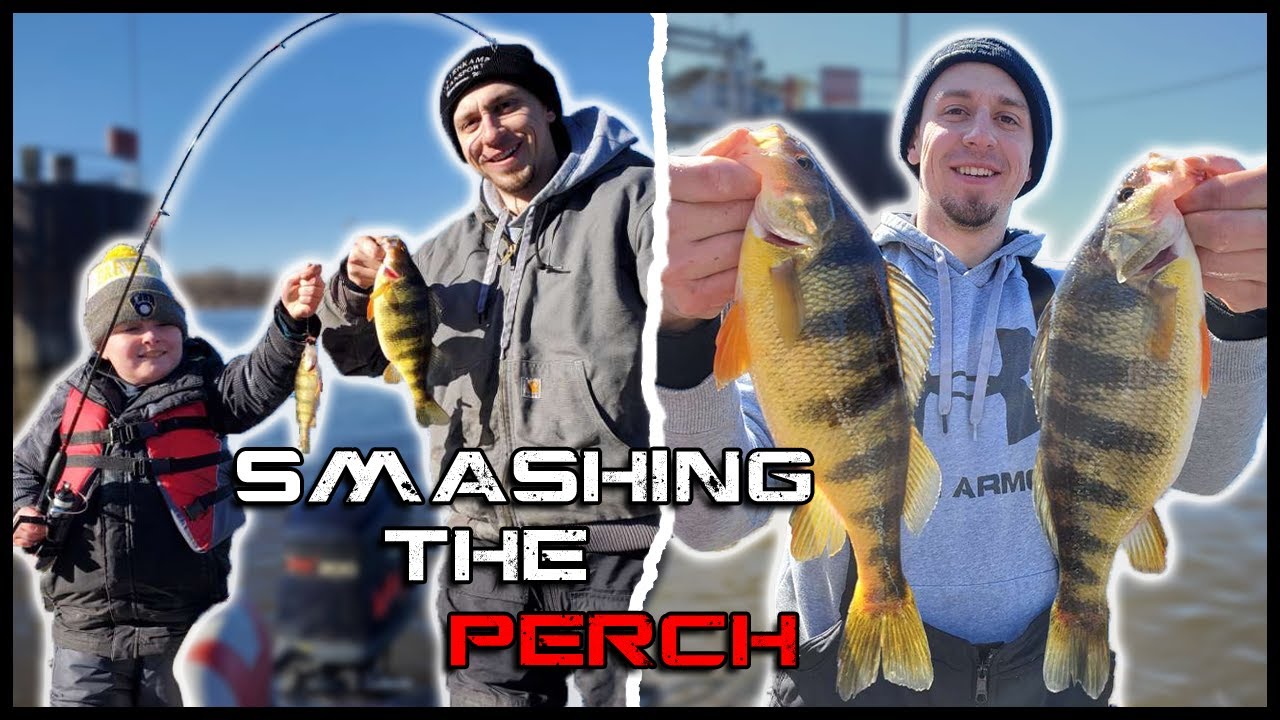 Mississippi River JUMBO Perch!! (Pool 9) 