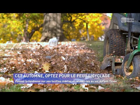 Quoi faire avec les feuilles mortes? Trois options environnementales