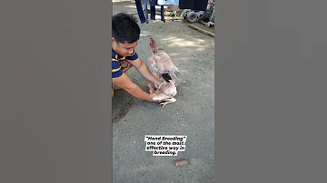 HAND BREEDING 