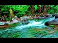 Serene Forest River 🌿 Calm Water Ambience for Sleep & Stress Relief