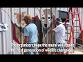 Shy red wolves come into view in renowned muralist’s new work in NC wildlife refuge