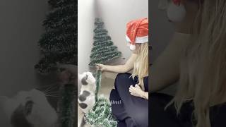 Diy Árvore de Natal de Parede Fácil! Parte 3