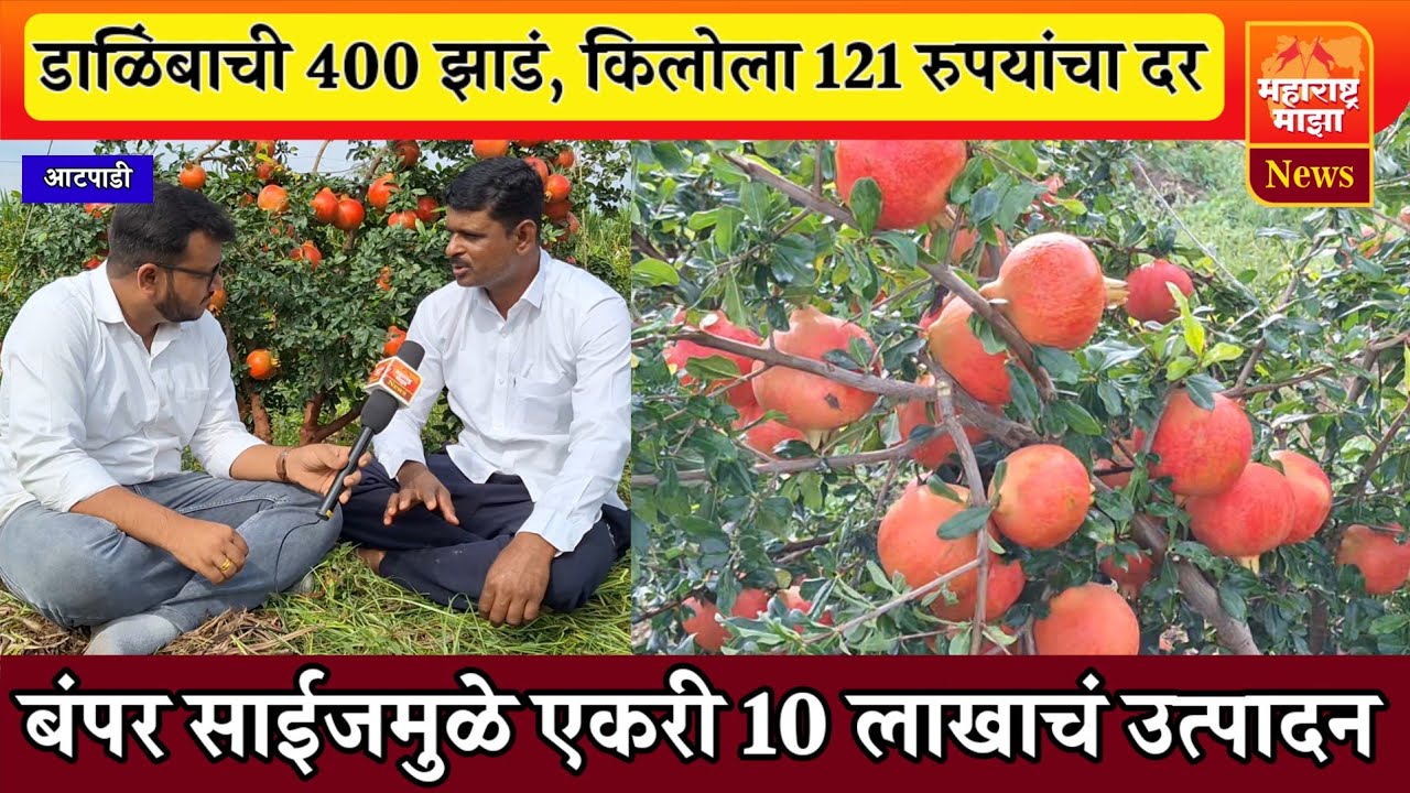 ♦️डाळिंबाच्या 400 झाडातून 10 लाखाचं उत्पन्न ! बंपर साईज, किलोला 121 रुपयांचा दर..