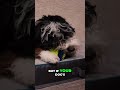 Best Dog Ball: Durable, Dental &amp; Easy to Spot! #shorts