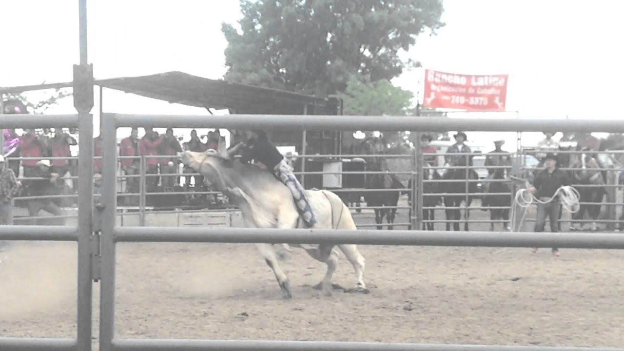 Jaripeo en cutler ca YouTube