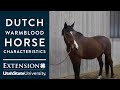 Dutch warmblood horse characteristics