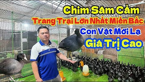 Mô Hình Nuôi Chim Sâm Cầm Lớn Nhất Miền Bắc ||  NôngNghiệp247