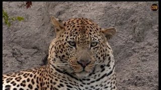 Pt 1 Safari Live&#39;s Sunrise Safari Drive at 6:00 AM on March 29, 2018 ( Lions &amp; Leopards )