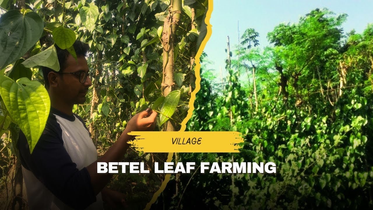 How Our Village Farmers Grow Betel Leaves | Unknown Facts | Real Village Life| #telugu