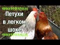 Подселение петухов 🐓 / Рады или нет? 😃 / Курятник не для слабаков! 😎👍