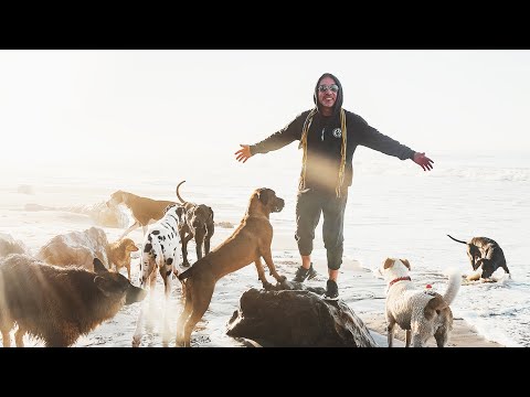 ვიდეო: შეიძლება თუ არა ძაღლებს სენტ-ოსითის სანაპიროზე წასვლა?