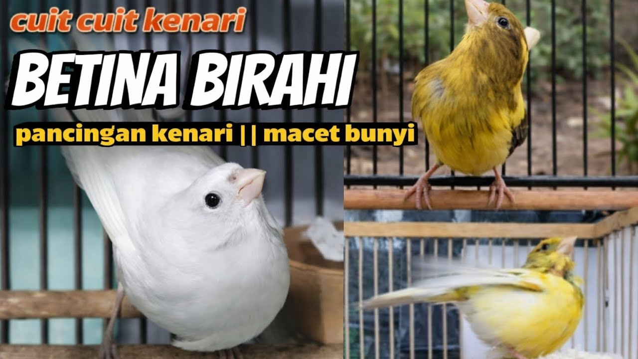 cuit cuit kenari betina birahi || pancingan kenari macet bunyi #masterankenari #terapikenari #kenari