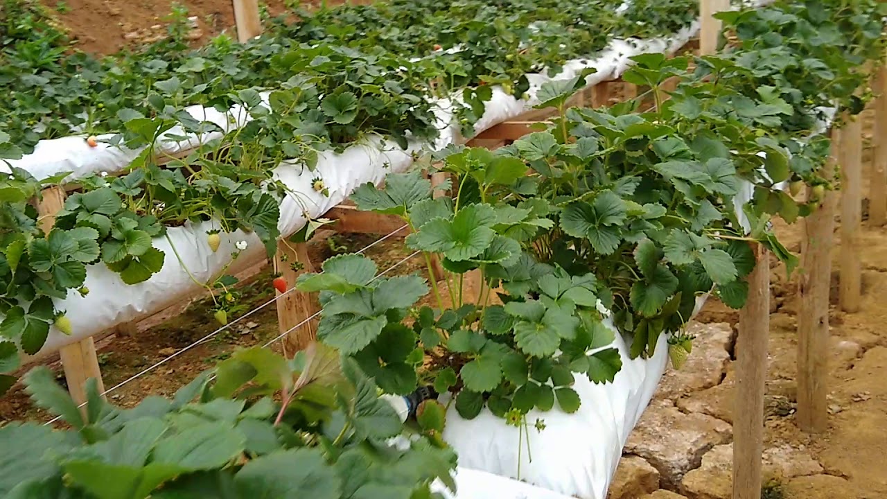 Como acabar com o ácaro rajado , ácaro do enfezamento , oídio, etc no morango