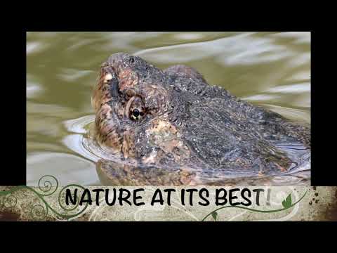 GIANT SNAPPING TURTLES MATING (& FUN FACTS!)
