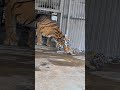 #Tiger Cub