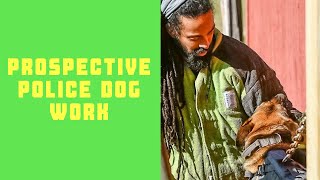 10 Month Old Police Dog Prospect Bite Work | Grassroots K9