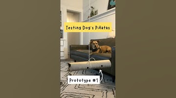 Our dog’s reaction to prototype #1 of the dog’s piñata